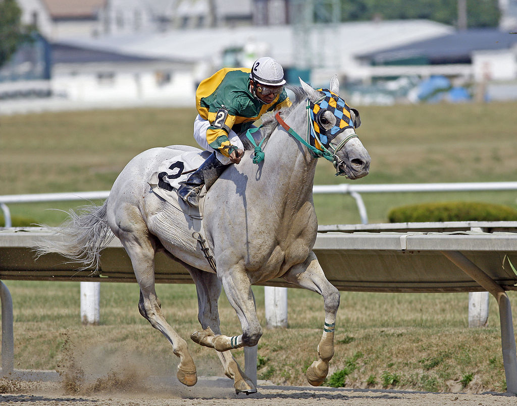 Race horse